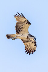 Eastern Osprey in Queensland Australia