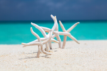 Plakat Four drayed on sun starfishes on empty Maldive beach close up