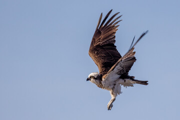 Fototapeta premium Eastern Osprey in Queensland Australia