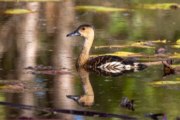 Wandering Whistling Duck in Queensland Australia