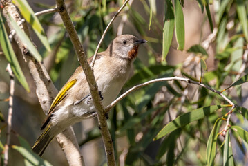 Rufous-throated Honeyeater in Queensland Australia