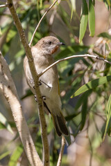 Rufous-throated Honeyeater in Queensland Australia