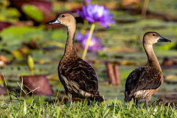 Wandering Whistling Duck in Queensland Australia