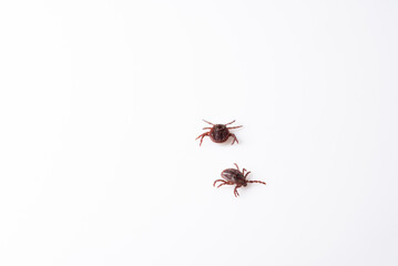 Insect tick isolated on a white background. A dangerous arachnid tick in close-up. A dangerous insect. Magnified view.