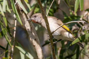 Rufous-throated Honeyeater in Queensland Australia
