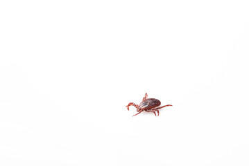 Insect tick isolated on a white background. A dangerous arachnid tick in close-up. A dangerous...