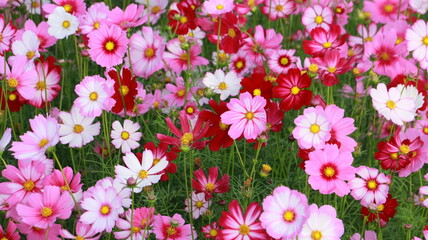 Cosmos flowers in the garden and blue background, blurry flower background, light pink cosmos flower.	 - 502522124