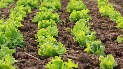 Hydroponics vegetables Green oak lettuce growing at farms hydroponics systems close up focus .	