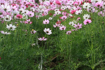Cosmos flowers in the garden and blue background, blurry flower background, light pink cosmos flower.	
