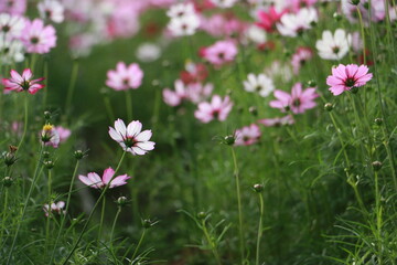 Cosmos flowers in the garden and blue background, blurry flower background, light pink cosmos flower.	
