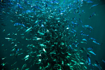Fusiliers Fishes or Caesionidae in Maldive sea Mixed with Zoo Plankton