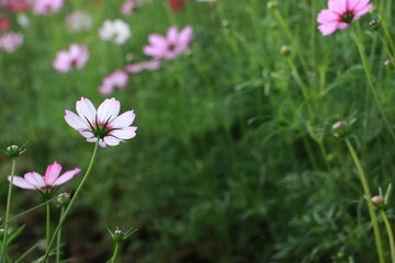 Cosmos flowers in the garden and blue background, blurry flower background, light pink cosmos flower.	
