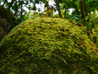 moss on a rock