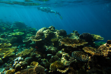 Fototapeta na wymiar Tourist Snorkelling in Maldives