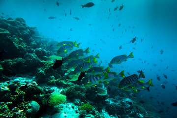 Naklejka na ściany i meble Beautiful Coral Reef full of Underwater Animals