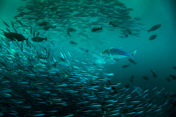 Fototapeta na wymiar Carangidae or Jack Fishes Hunting smaller fishes in Maldives
