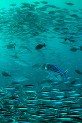 Naklejka na ściany i meble Carangidae or Jack Fishes Hunting smaller fishes in Maldives