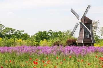 Beautiful natural scenery and landscape featuring Dutch style windmill with blooming purple violet Hesperis matronalis flowers (also known as Dames Rocket) during spring summer season