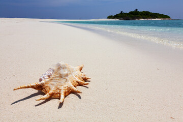 Fototapeta na wymiar Spider shell on Maldive white sand beach