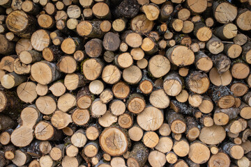 Logged wood in forest - great for topics like forestry, wood as fuel