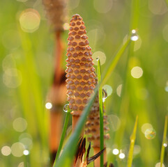 Leśne rośliny. Makro © Hanna