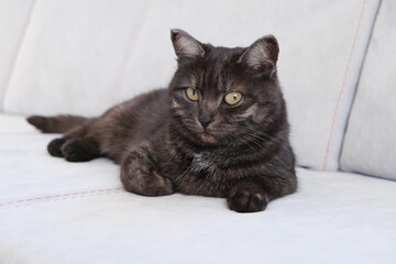 Fototapeta premium Portrait of shorthair gray-blue domestic cat with big yellow eyes a Scottish Grey tabby cat. Adorable pet with a green houseplant. British shorthair grey cat with big wide open orange eyes