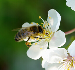 Pszczoła pracująca na kwiatku