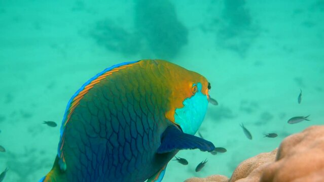 Underwater video of blue Queen parrotfish swimming among coral reef. Large and adult male Scarus vetula fish on Koh Tao island, Gulf of Thailand. Snorkeling or diving. enjoy underwater wildlife.