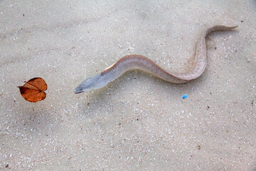 A wild ell in Maldives was searching for food and find the leaf moving on low water of the beach in Maldives