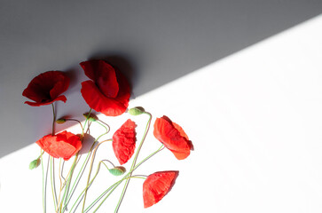red poppy flower composition 