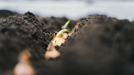 The process of planting onions in the garden. Bulb to a recess in the ground