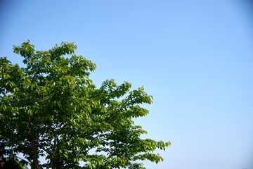樹木・青空・爽やかなイメージ・コピースペース・背景