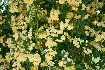 モッコウバラ・満開・黄色