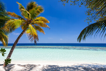 Naklejka na ściany i meble Coconut palm tree alone on a white sand beach with lagoon in Maldives