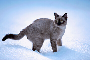 Siamese Kitten playing in the snow.