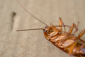 The missing tentacles of the cockroach