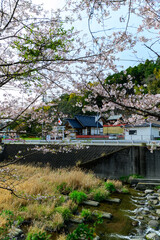 Fototapeta na wymiar 桜の木と花「大自然の春風なびく神社風景」 Cherry blossom trees and flowers 