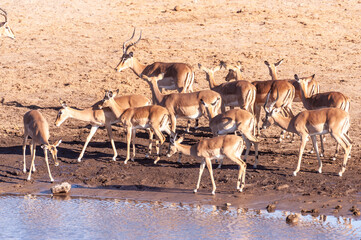 Fototapeta na wymiar A group of impalas drinking from a waterhole in Etosha National Park, Namibia.