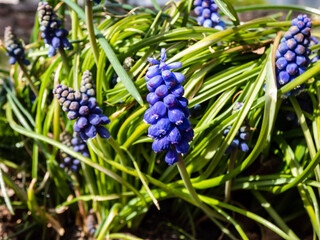 Close-up shot of blue grape hyacinth Muscari motelayi, that features pretty, grape-like clusters of rounded blue flowers with white tips
