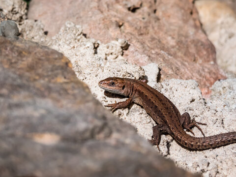 Young Viviparous lizard or common lizard (Zootoca vivipara) sunbathing in the brigth sun on the vertical rock wall in the garden in spring