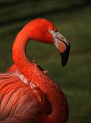 close up of a flamingo