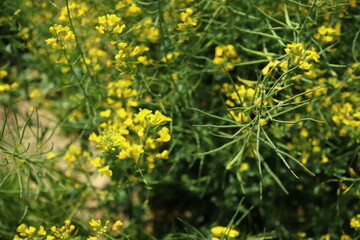 Obraz na płótnie Canvas Rapeseed bush in spring bloom, brassicaceae mustard oilseed rape close up