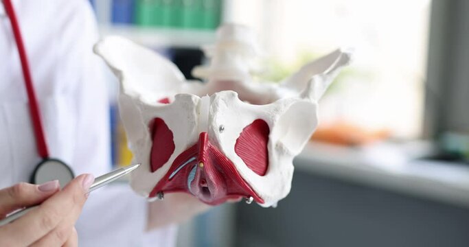 Gynecologist shows location of female pelvis and muscles on training model