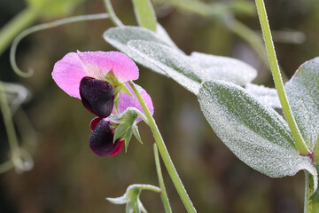 The flowers and leaves of the pea plant are covered with frost. Peas are frost-resistant and can survive mild temperatures below freezing. Pisum sativum in early spring.