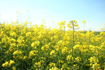 Yellow rapeseed bush in agricultural field landscape during blooming season in remote countryside