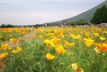 カリフォルニアポピーの花畑