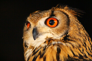 ベンガルワシミミズク　1羽　成鳥