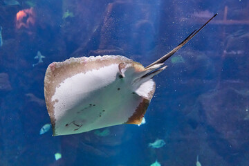 Stingray in the aquarium on Madeira