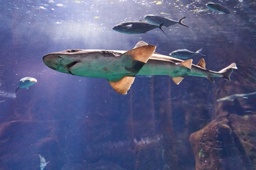Shark in the aquarium on Madeira