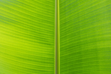Texture details of tropical green foliage. Macro abstract natural background. Tropical leaf texture background. Green close up leaf structure.